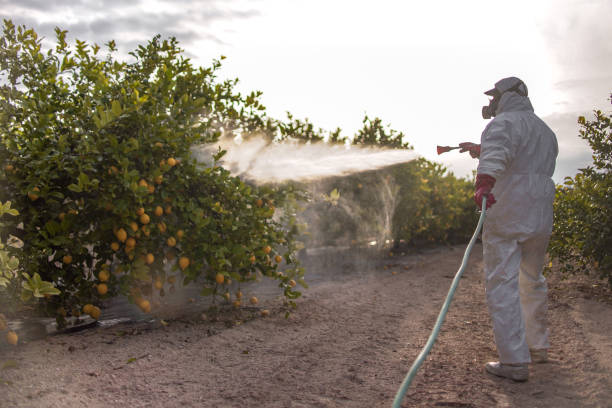 Best Commercial Pest Control Services  in El Cerro Mission, NM