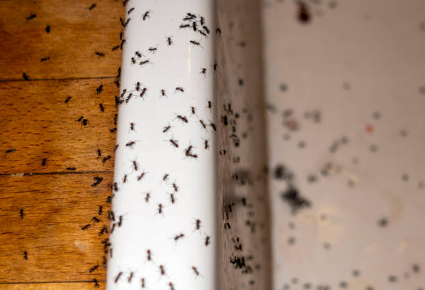 Best Affordable Pest Control Services  in El Cerro Mission, NM