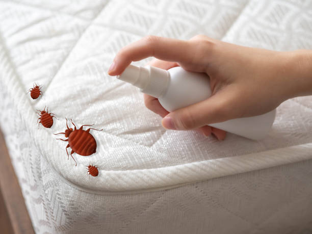Best Pest Removal Services  in El Cerro Mission, NM